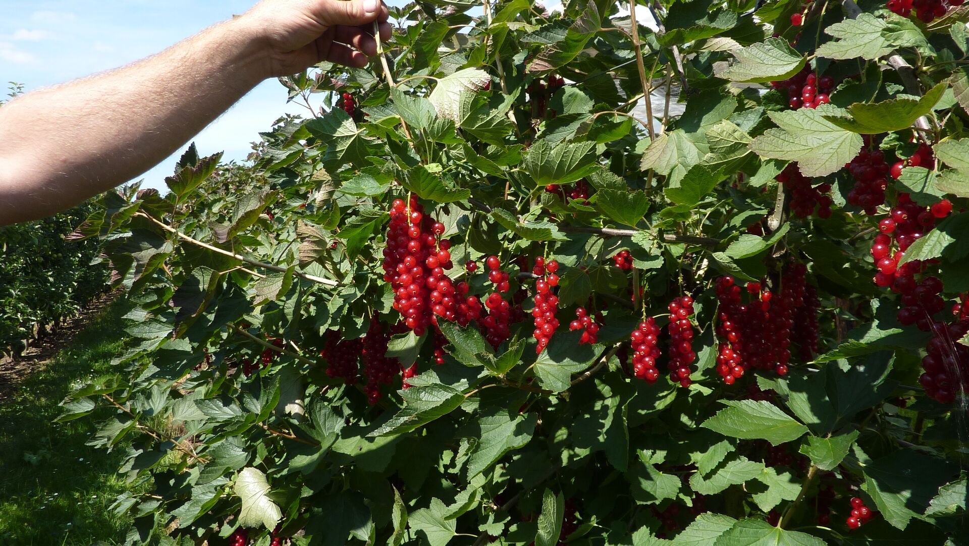 Johannisbeeren pflanzen und pflegen  aromatische Vitaminbomben aus dem  eigenen Garten | DCM