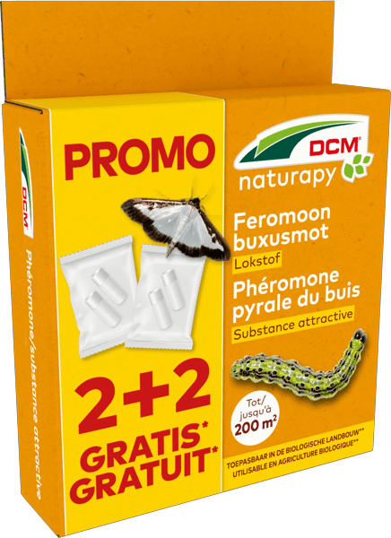 Phéromone pyrale du buis thumbnail
