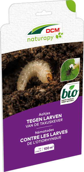 Aaltjes tegen larven van de taxuskever thumbnail