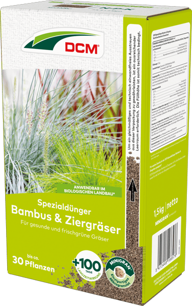 baldur schwarzer bambus Kaufen Sie jetzt Staude Bambus Phyllostachys schwarz - Winterhart