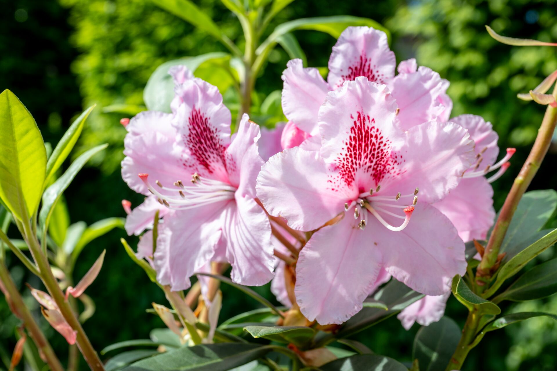 Hoe rododendrons, azalea's en andere zuurminnende planten bemesten? | DCM
