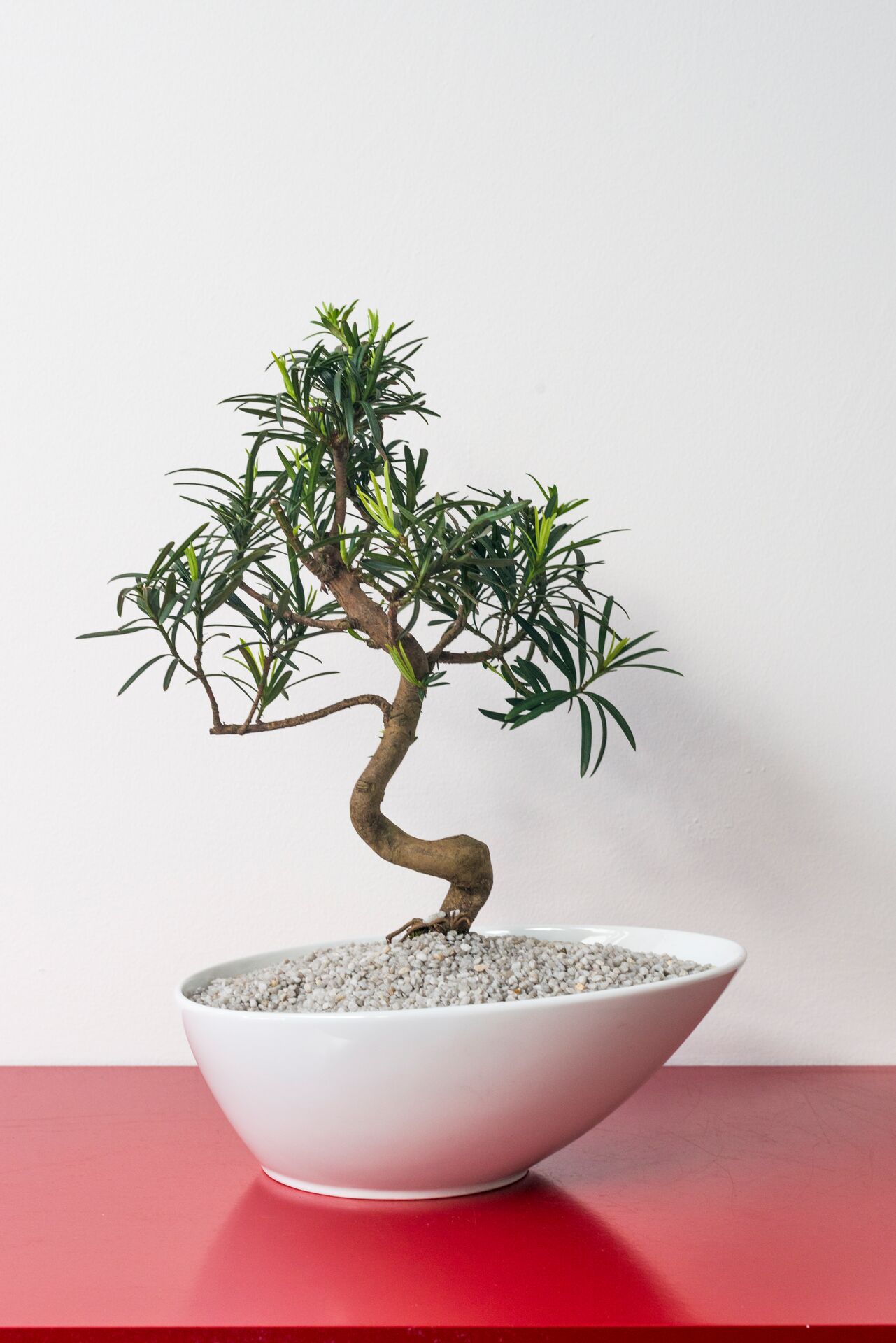 Bonsai-Pflege: So gieen und dngen Sie richtig | DCM