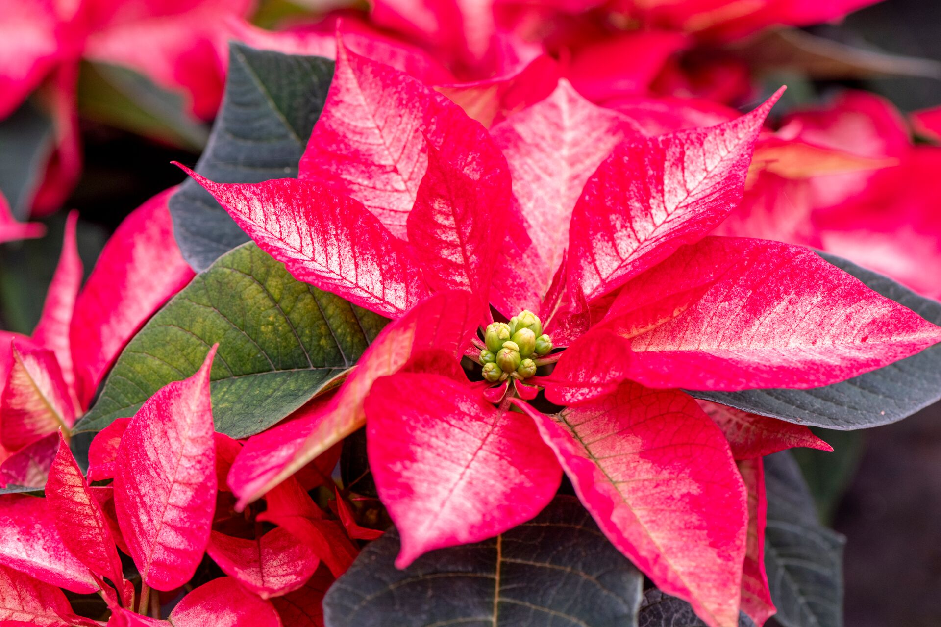 Der Weihnachtsstern - Pflege und Erhaltung | DCM