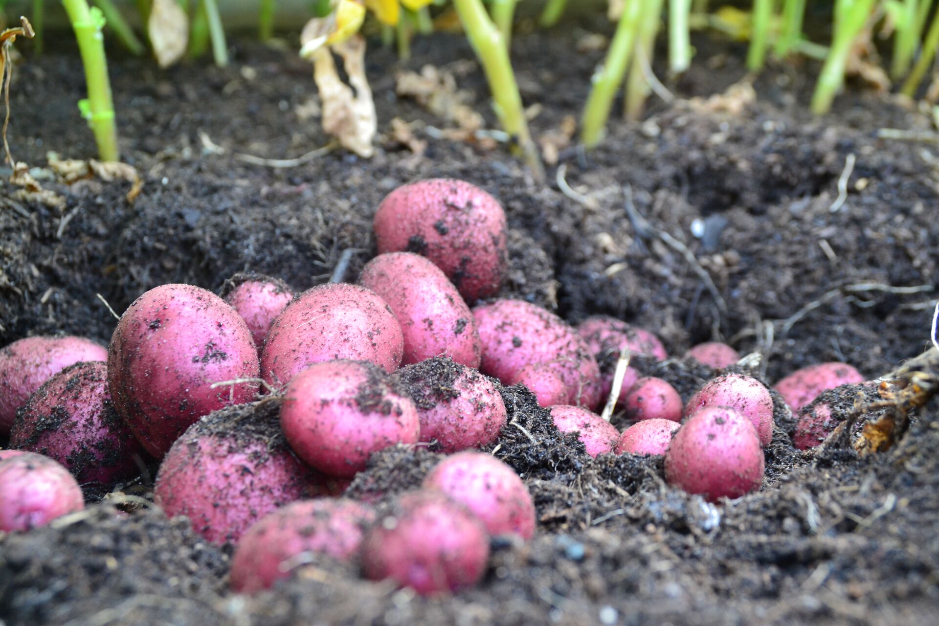 Kartoffeln im Garten anbauen: Die besten Tipps | DCM