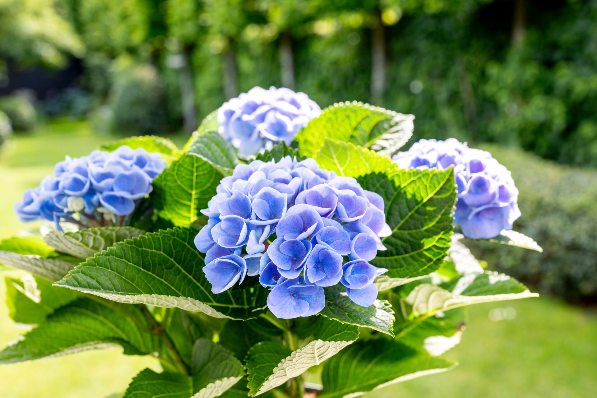 Hortensien blau frben: Vorgehen fr eine intensiv blaue Bltenfarbe | DCM