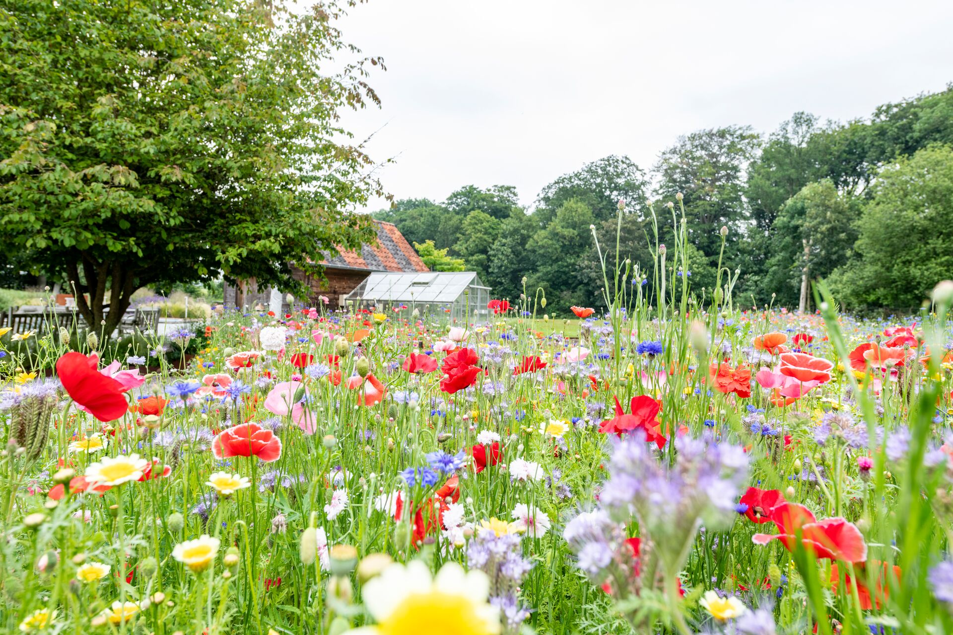Blumenwiese anlegen: Bltentraum fr mehr Artenvielfalt | DCM