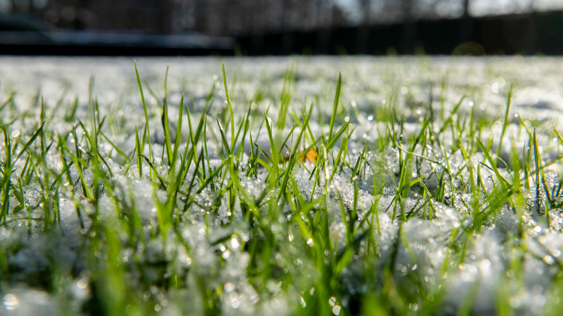 Rasenpflege im Winter | DCM