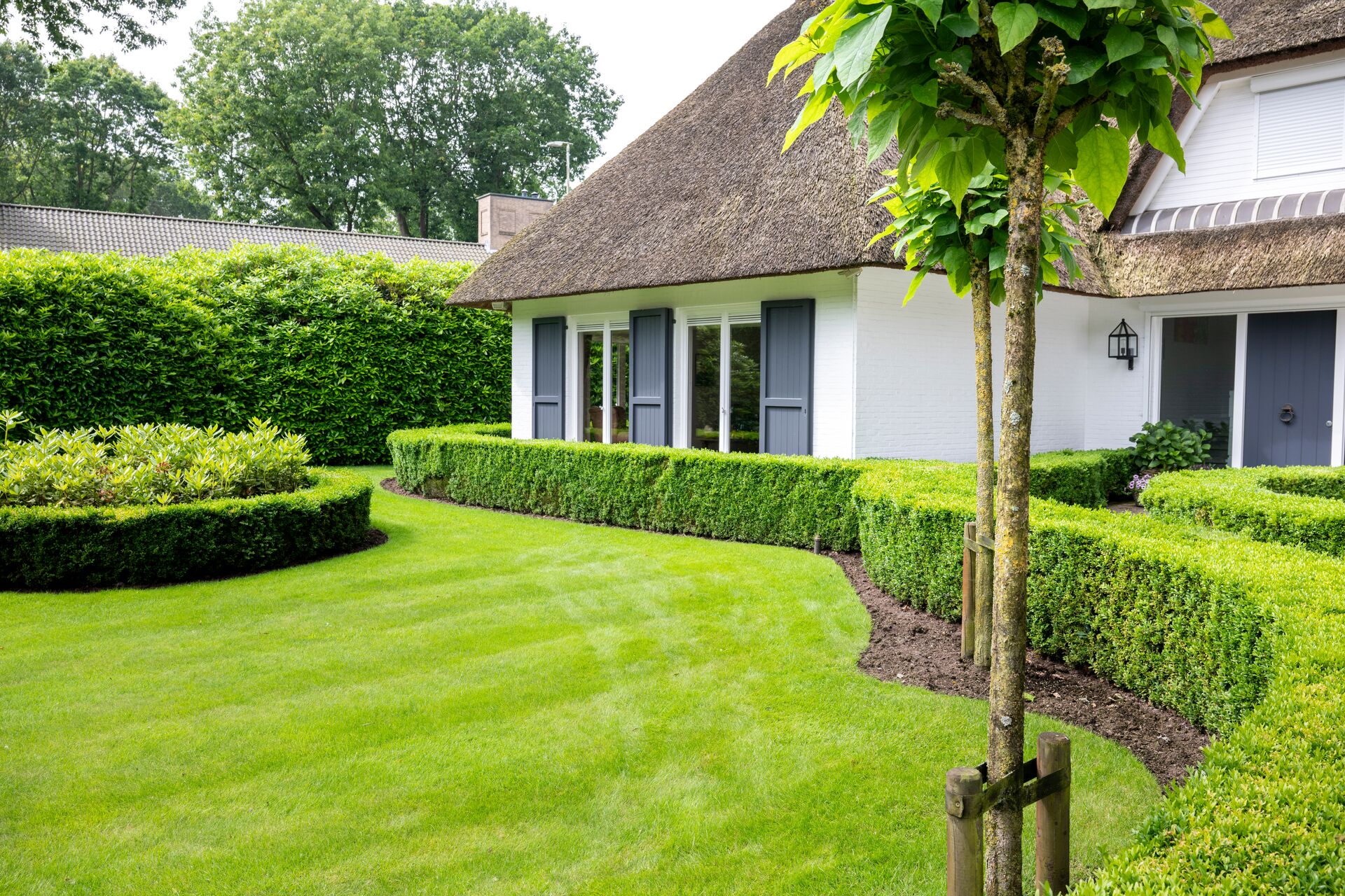 Hecke anlegen und richtig pflanzen | DCM