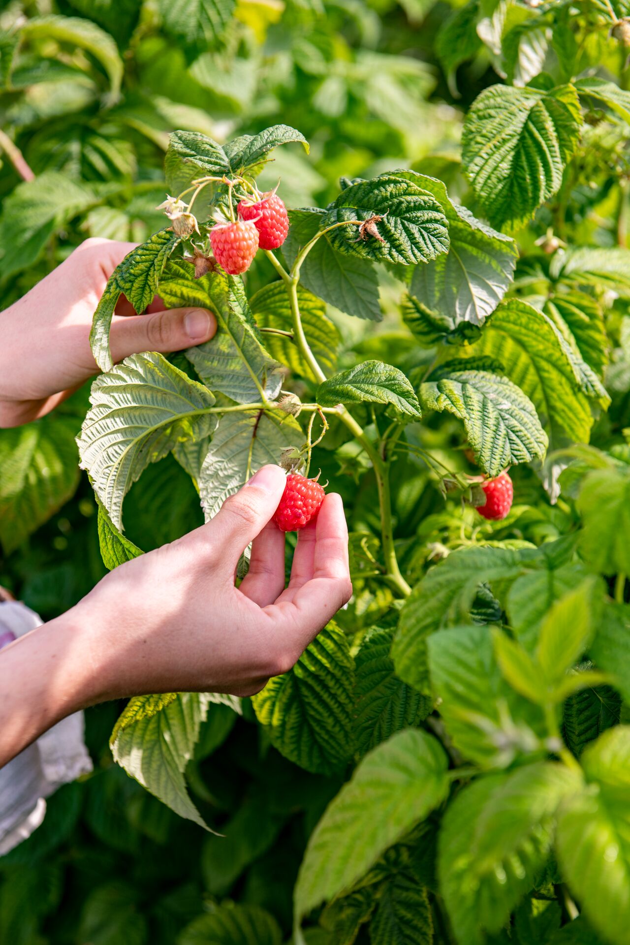 Himbeeren selbst anbauen  gesunde Frchte aus dem eigenen Garten | DCM