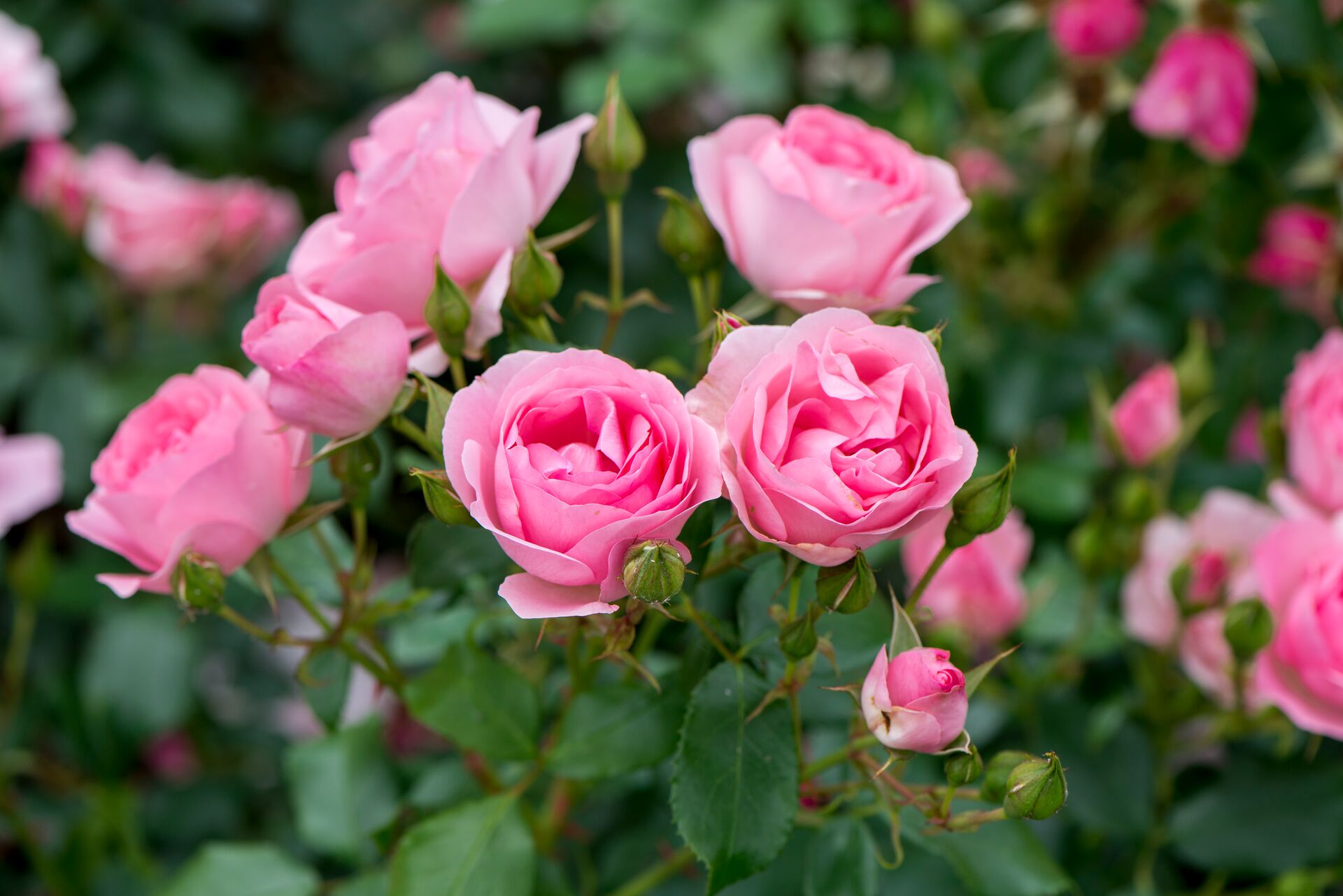 Planter des rosiers : voici comment obtenir un rosier qui donne des fleurs  magnifiques | DCM
